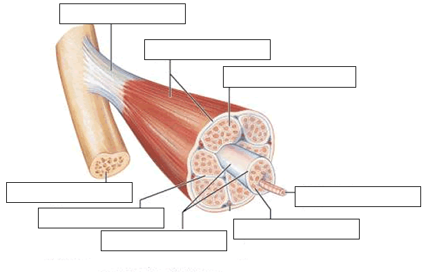 muscle, circulatory, + nervous system Flashcards | Easy Notecards