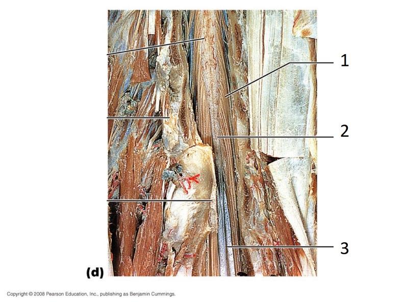 Spinal Cord Flashcards | Easy Notecards
