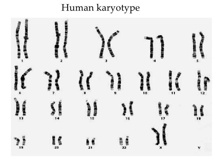 MIDTERM 2 biology Flashcards | Easy Notecards