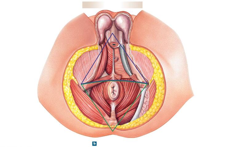 Function of the external anal sphincter