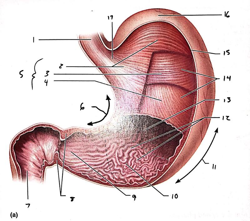 Anatomy of the Digestive System (Exercise 38) Flashcards | Easy Notecards