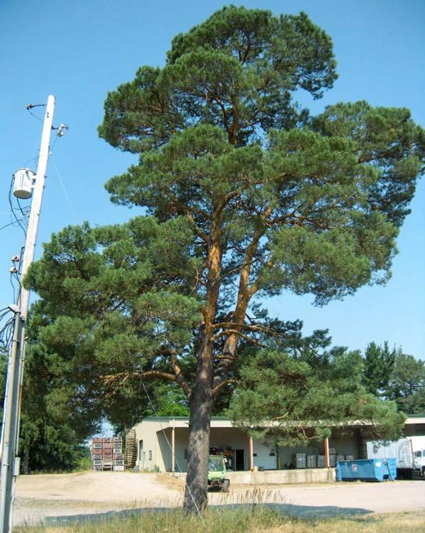 Apprentice ID list Flashcards Easy Notecards