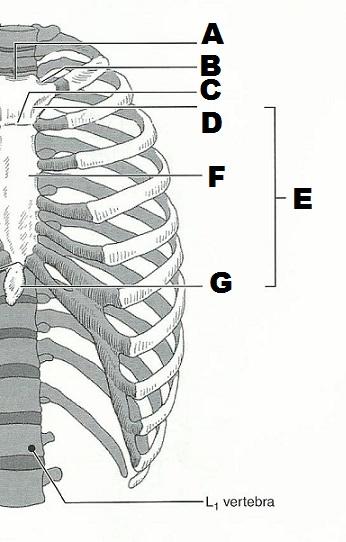 Exercise 10: The Axial Skeleton Flashcards | Easy Notecards