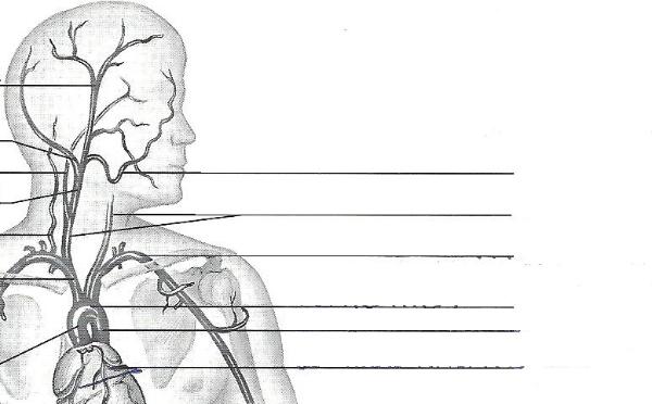 Print Exercise 32: Anatomy of Blood Vessels flashcards | Easy Notecards