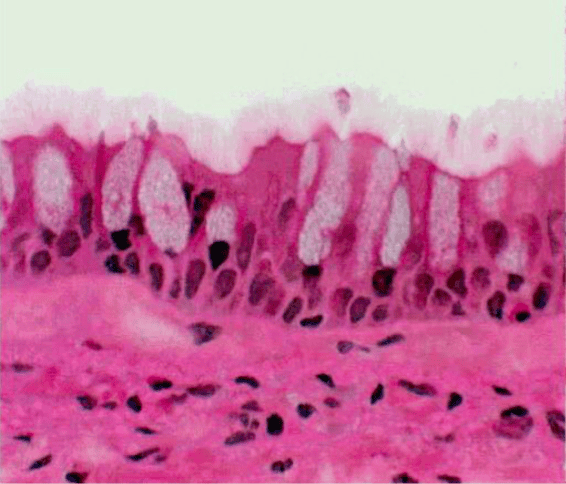 Print Lab Practical: Epithelial Tissue flashcards | Easy Notecards