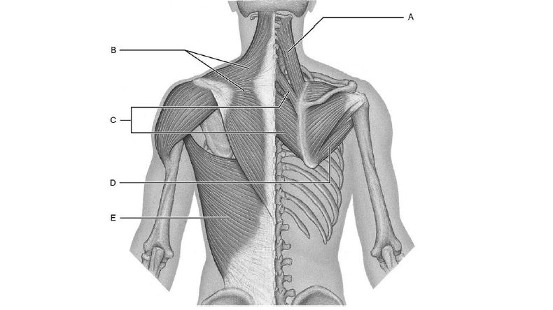 Anatomy Muscle Lecture Exam study guide Flashcards | Easy Notecards