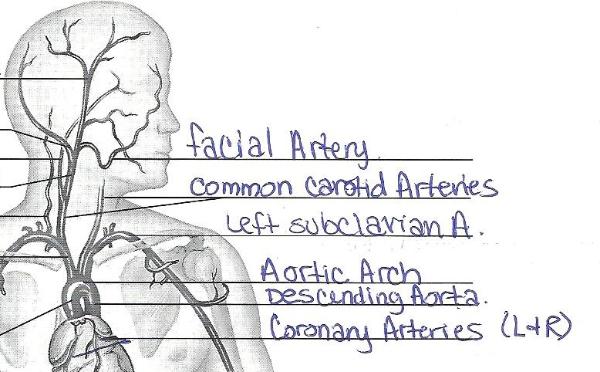 Fetal Circulation Chart Exercise 32