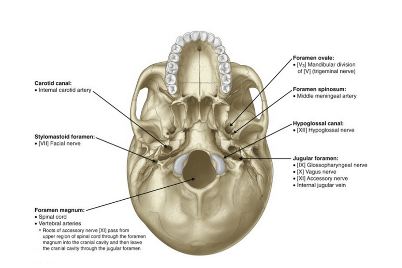 Facial Nerve Foramen 116