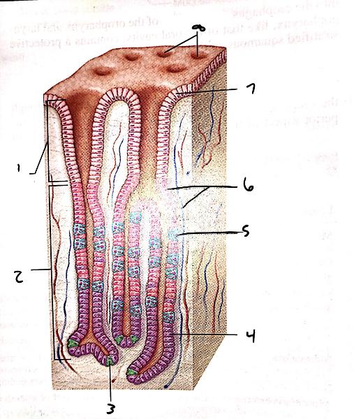 Anatomy of the Digestive System (Exercise 38) Flashcards | Easy Notecards