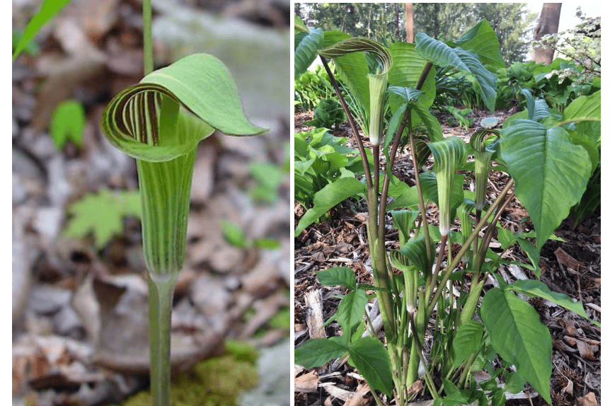 plant tax identification pics and descriptions Flashcards Easy Notecards