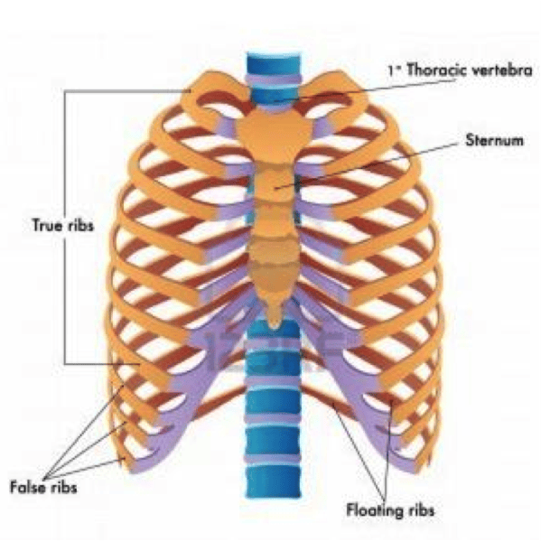 Axial Bones Flashcards