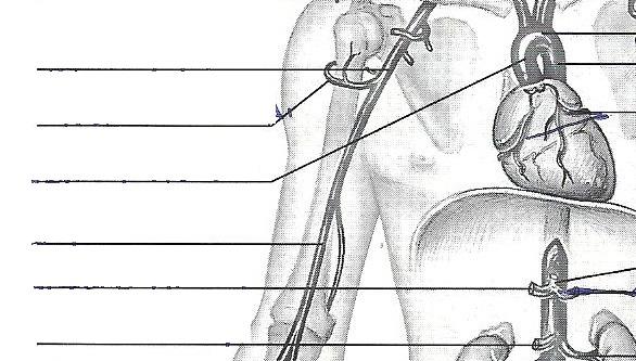 Human Anatomy & Physiology Laboratory Manual: Exercise 32: Anatomy of B...