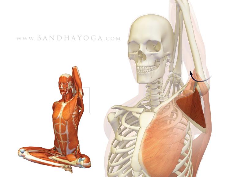 Muscles origin, insertion and action Flashcards | Easy Notecards