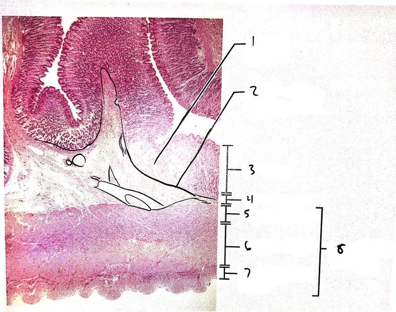 Anatomy of the Digestive System (Exercise 38) Flashcards | Easy Notecards