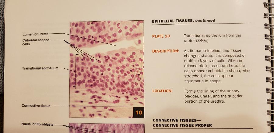 A&P 1 Tissue Flashcards | Easy Notecards