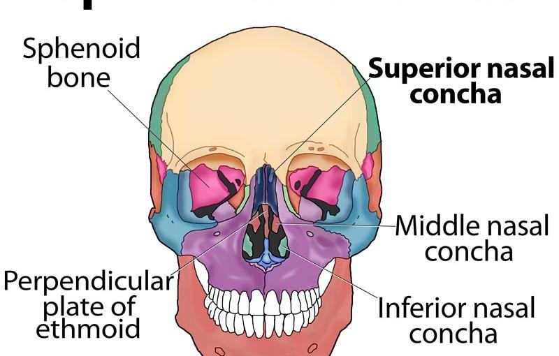 The Skull Flashcards | Easy Notecards