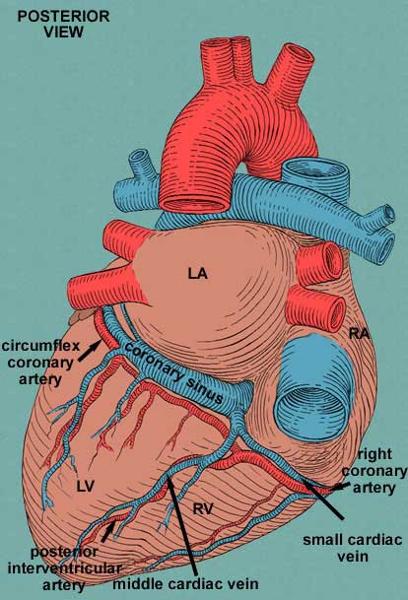 cardiovascular system review Flashcards | Easy Notecards