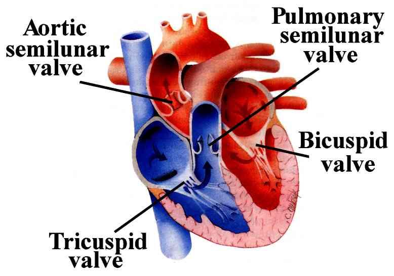 cardiovascular system review Flashcards | Easy Notecards