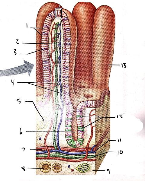 Anatomy of the Digestive System (Exercise 38) Flashcards | Easy Notecards