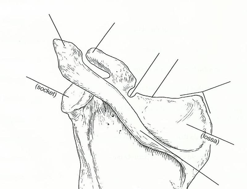 Print Exercise 11: The Appendicular Skeleton flashcards | Easy Notecards