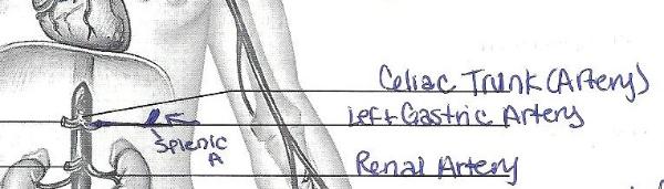 Print Exercise 32: Anatomy of Blood Vessels flashcards ... human heart diagram label 