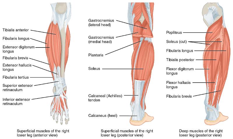 Skeletal Muscles of the Lower Extremity Flashcards | Easy Notecards