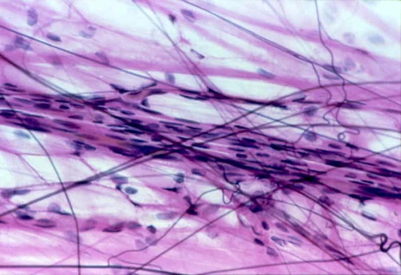 Anatomy Lab Exam 1 Flashcards | Easy Notecards