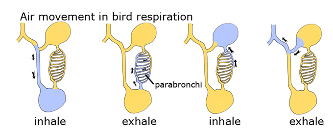 Ornithology Final Flashcards | Easy Notecards