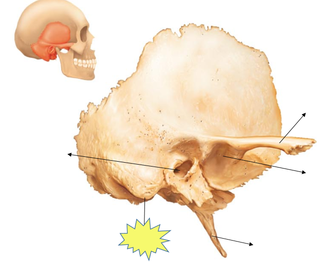 Head Anatomy Flashcards | Easy Notecards