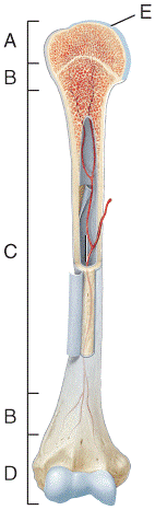 34 Diagram Of A Long Bone - Wire Diagram Source Information