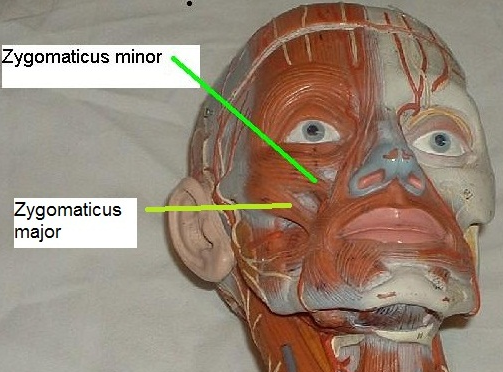 MUSCLES CTC Flashcards | Easy Notecards