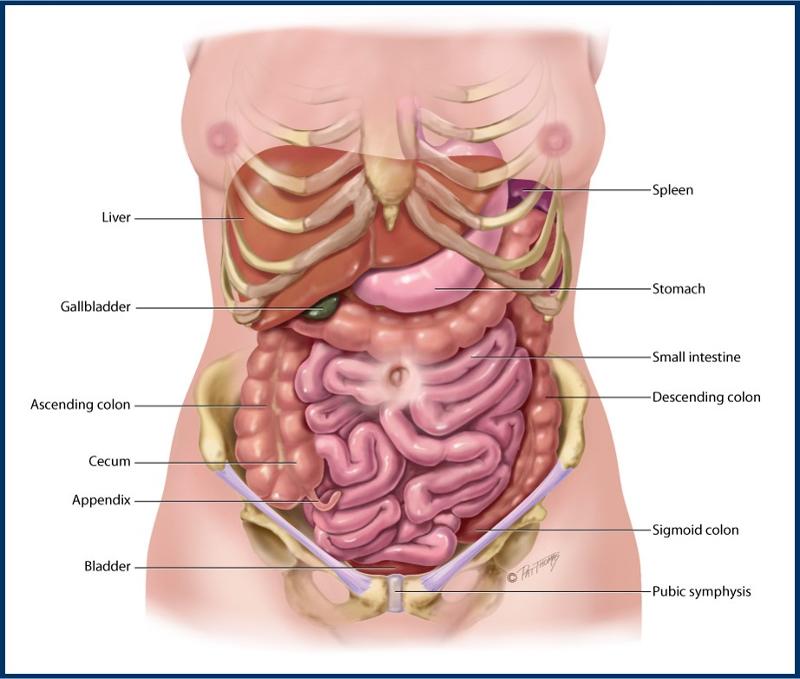 Органы жкт человека схема расположения у женщин фото