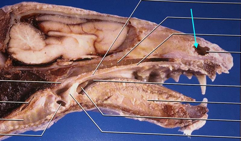 Mink Oral Cavity and Neck Flashcards | Easy Notecards