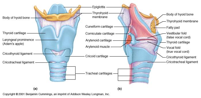 A&P CH22 The Respiratory System Flashcards | Easy Notecards