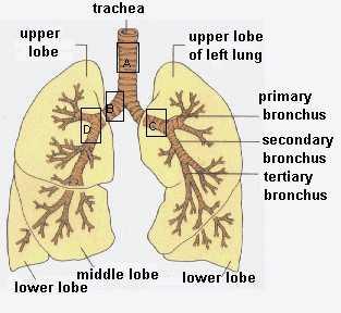 A&P CH22 The Respiratory System Flashcards | Easy Notecards