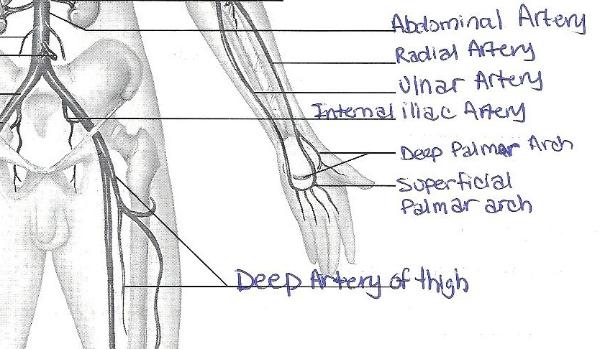 Human Anatomy & Physiology Laboratory Manual: Exercise 32: Anatomy of B...