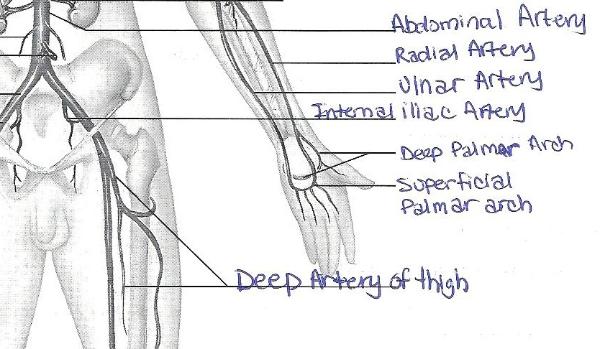 Print Exercise 32: Anatomy of Blood Vessels flashcards ... blood pathway diagram 