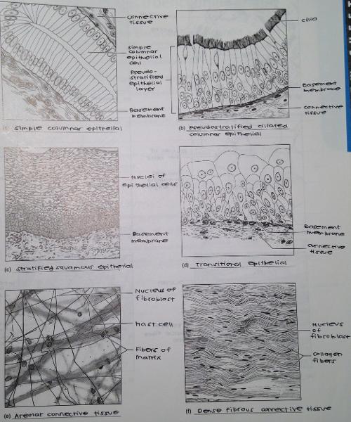 Exercise 6 Classification of Tissues Flashcards | Easy Notecards