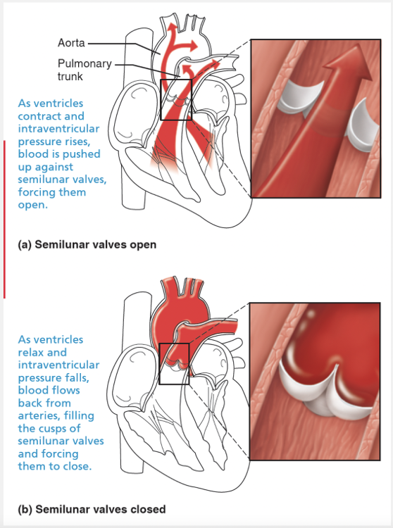 Circulatory System Ch. 18 Module 2 Section 18.02 Dynamic Study Module Flashcards Easy Notecards