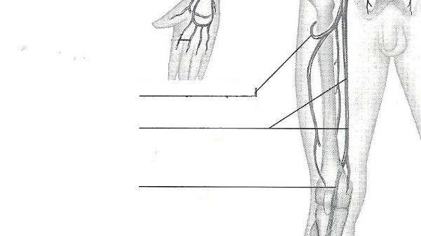 Fetal Circulation Chart Exercise 32