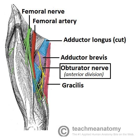 GSU Nerves of the Lower Limb Flashcards | Easy Notecards