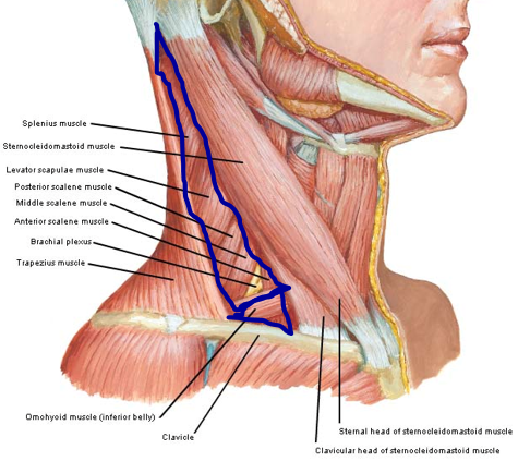 Supraclavicular Lymph Nodes Wikipedia