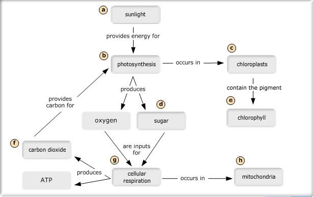 energy flow in plants concept map Energy Flow In Plants Concept Map Campus Map