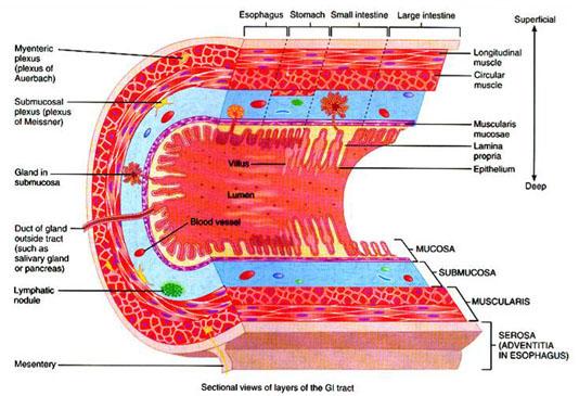 Print A&P CH23 Digestive System flashcards | Easy Notecards