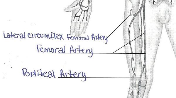 Print Exercise 32: Anatomy of Blood Vessels flashcards | Easy Notecards