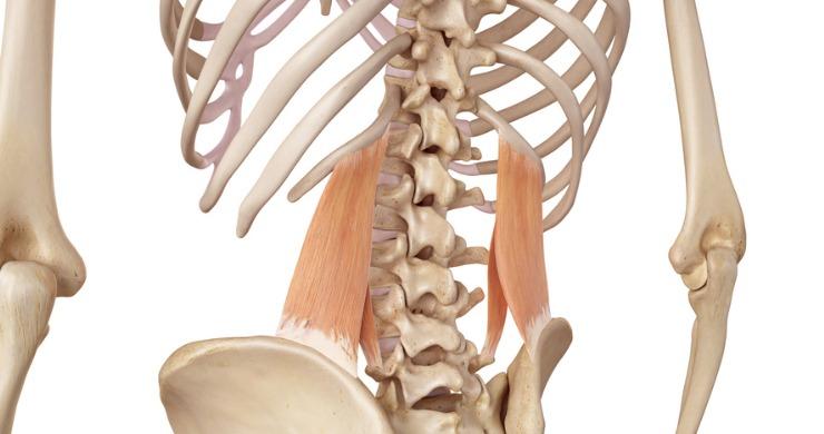 Print Gross Muscle Anatomy flashcards | Easy Notecards