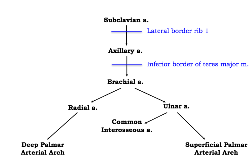 Arteries Of Upper Limb Flow Chart