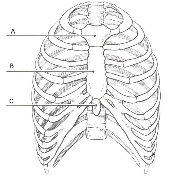 All 92+ Images Anatomy Of The Rib Cage And Organs Latest