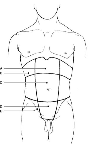 Print Chapter 1 The Human Body: An Orientation flashcards | Easy Notecards