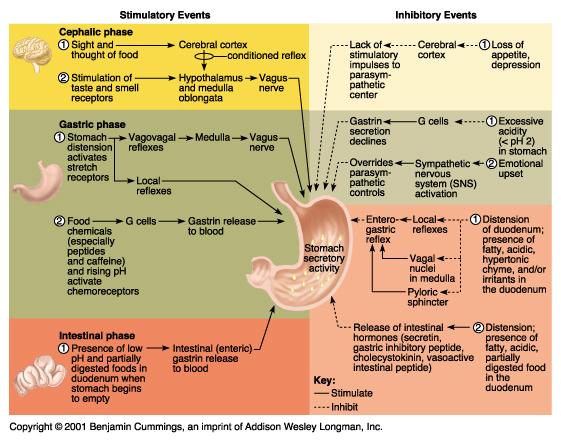 Digestive Enzymes Chart